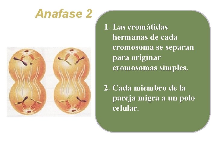 Anafase 2 1. Las cromátidas hermanas de cada cromosoma se separan para originar cromosomas