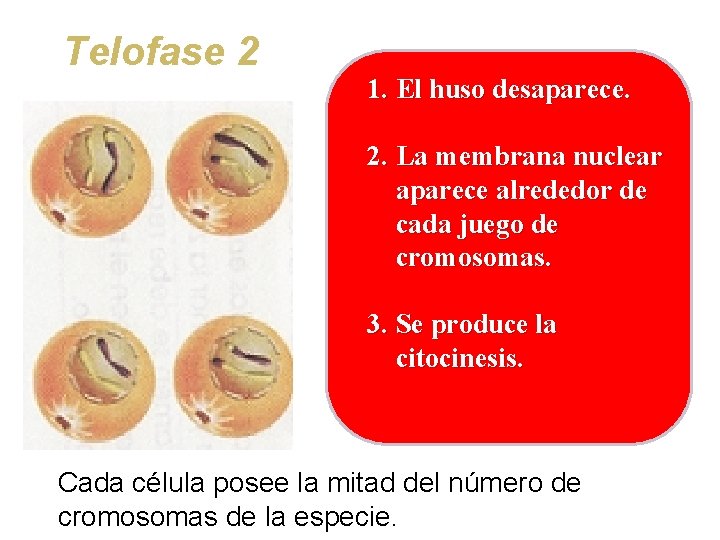Telofase 2 1. El huso desaparece. 2. La membrana nuclear aparece alrededor de cada
