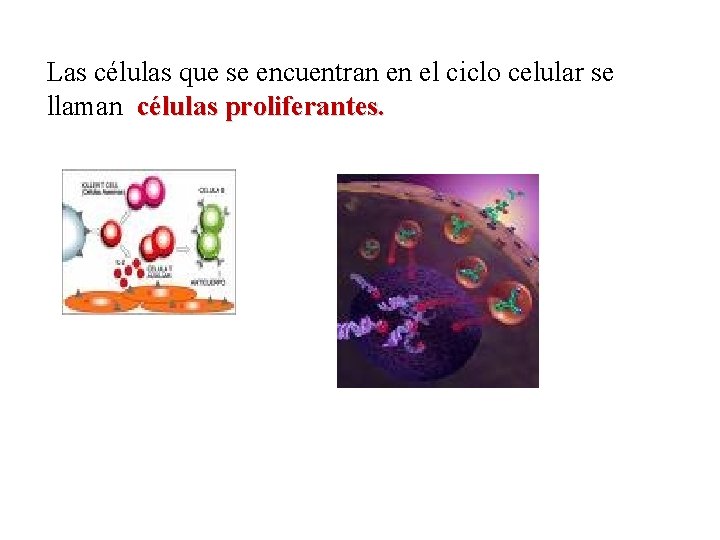 Las células que se encuentran en el ciclo celular se llaman células proliferantes. 