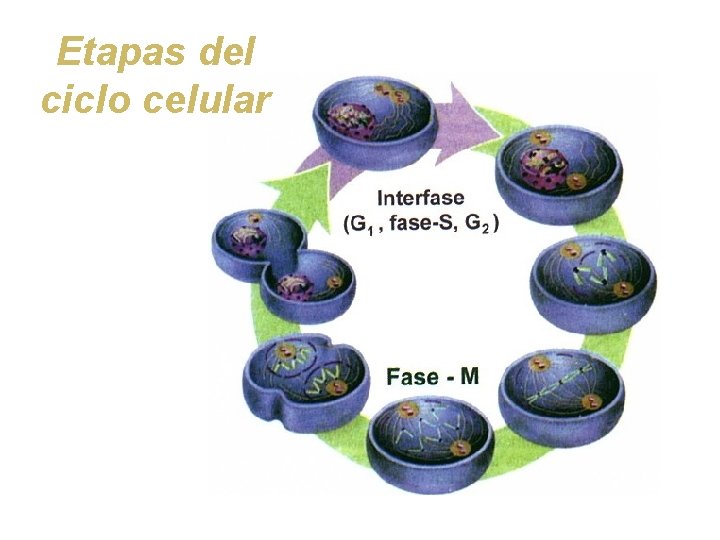 Etapas del ciclo celular 