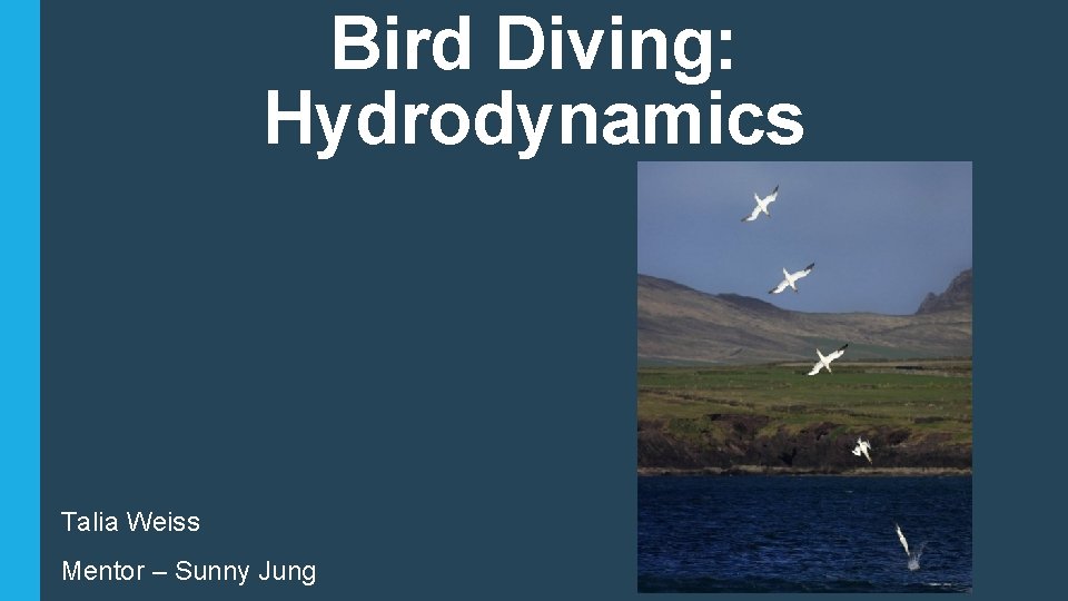Bird Diving: Hydrodynamics Talia Weiss Mentor – Sunny Jung 