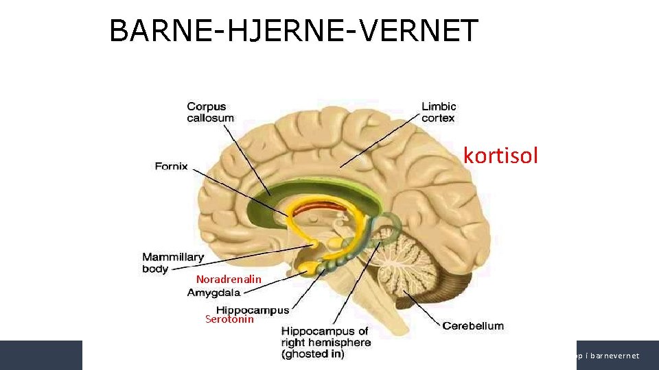 BARNE-HJERNE-VERNET kortisol Noradrenalin Serotonin Det biologiske prinsipp i barnevernet 