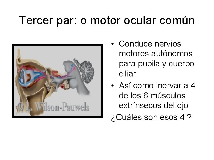 Tercer par: o motor ocular común • Conduce nervios motores autónomos para pupila y