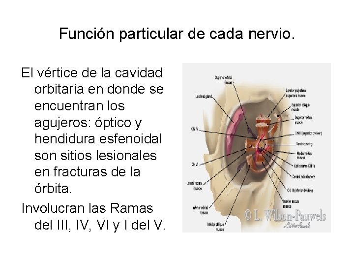 Función particular de cada nervio. El vértice de la cavidad orbitaria en donde se