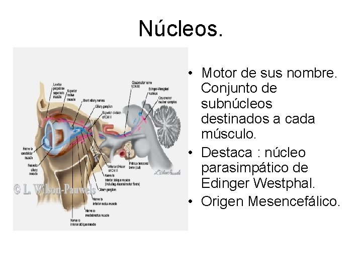 Núcleos. • Motor de sus nombre. Conjunto de subnúcleos destinados a cada músculo. •