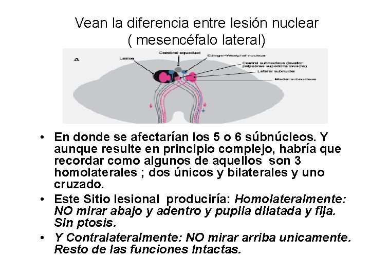 Vean la diferencia entre lesión nuclear ( mesencéfalo lateral) • En donde se afectarían