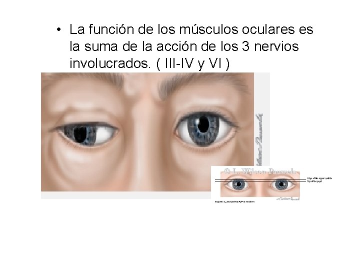  • La función de los músculos oculares es la suma de la acción