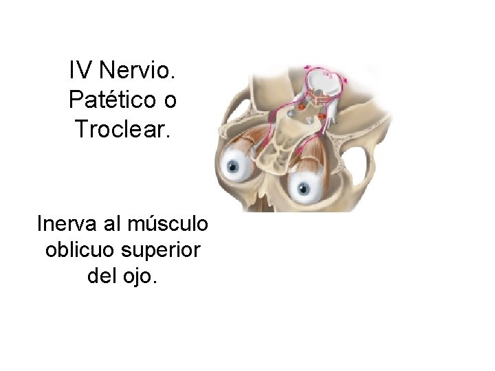 IV Nervio. Patético o Troclear. Inerva al músculo oblicuo superior del ojo. 