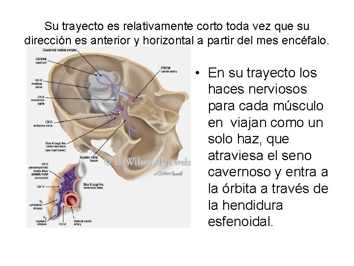 Su trayecto es relativamente corto toda vez que su dirección es anterior y horizontal