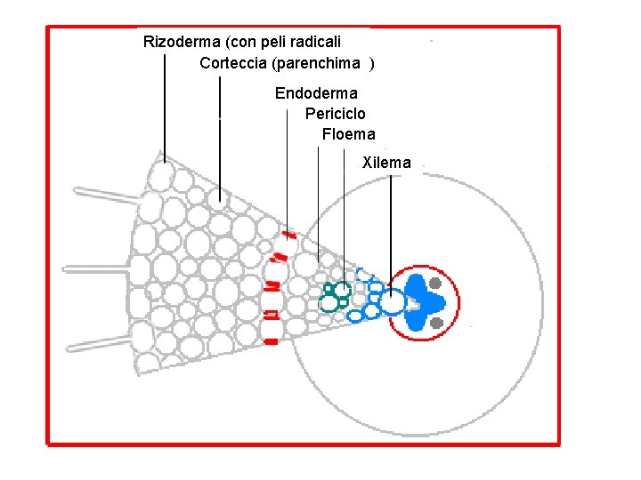Rizoderma (con peli radicali Corteccia (parenchima ) Endoderma Periciclo Floema Xilema 