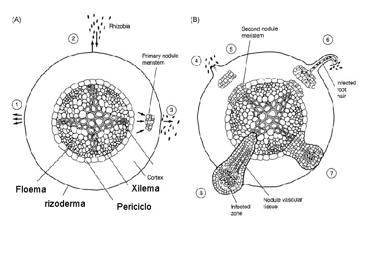 Floema rizoderma Xilema Periciclo 