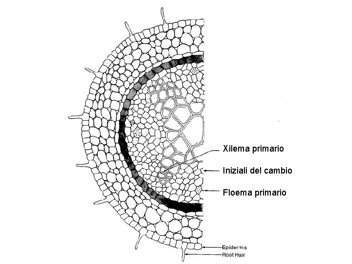 Xilema primario Iniziali del cambio Floema primario 