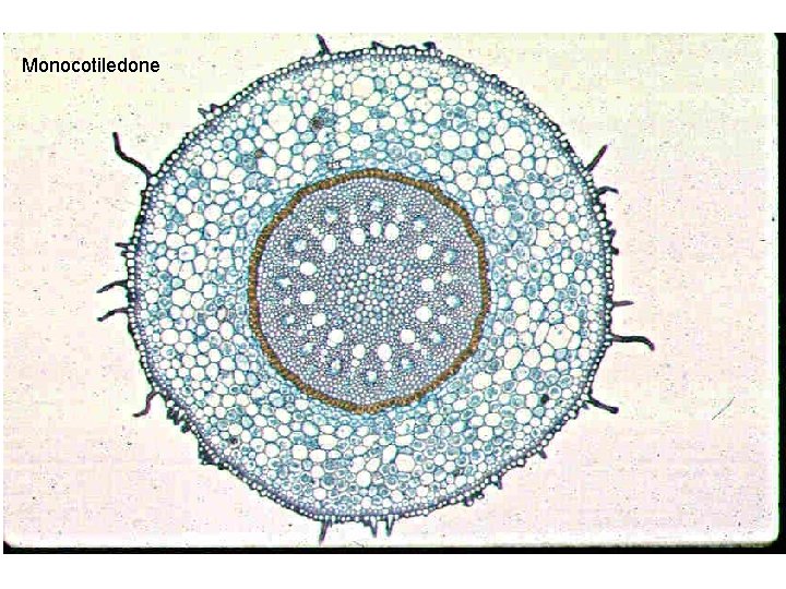 Monocotiledone 