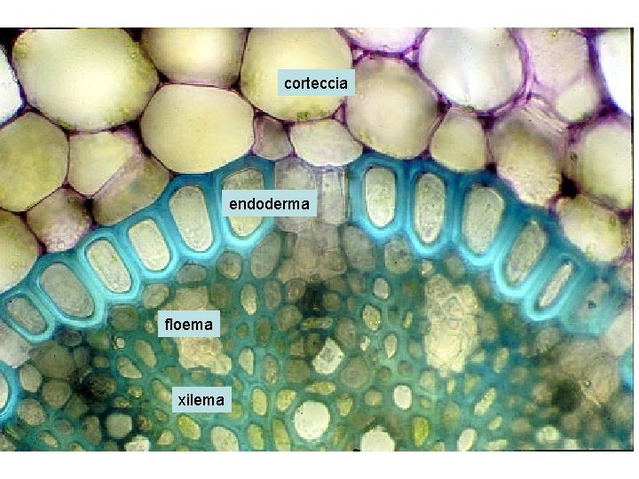 corteccia endoderma floema xilema 