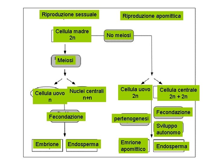 Riproduzione sessuale Cellula madre 2 n Riproduzione apomittica No meiosi Meiosi Cellula uovo Nuclei