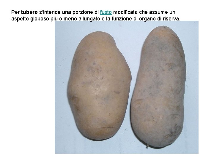 Per tubero s'intende una porzione di fusto modificata che assume un aspetto globoso più