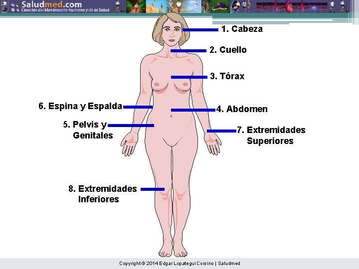 1. Cabeza 2. Cuello 3. Tórax 6. Espina y Espalda 5. Pelvis y Genitales