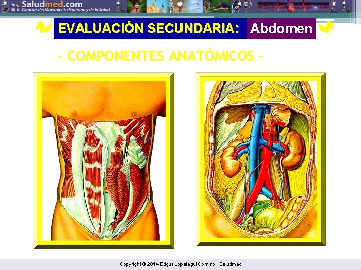 EVALUACIÓN SECUNDARIA: Abdomen - COMPONENTES ANATÓMICOS - Copyright © 2014 Edgar Lopategui Corsino |