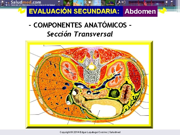 EVALUACIÓN SECUNDARIA: Abdomen - COMPONENTES ANATÓMICOS Sección Transversal Copyright © 2014 Edgar Lopategui Corsino