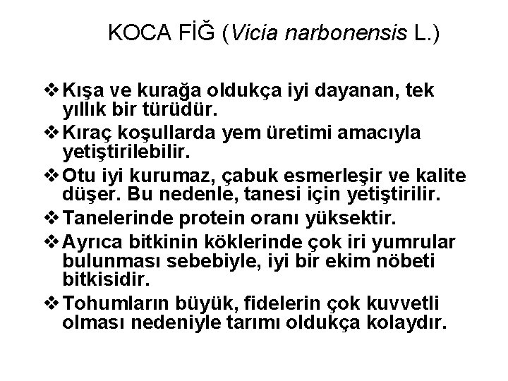 KOCA FİĞ (Vicia narbonensis L. ) v Kışa ve kurağa oldukça iyi dayanan, tek