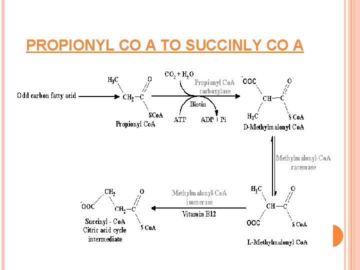 PROPIONYL CO A TO SUCCINLY CO A 