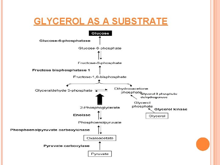 GLYCEROL AS A SUBSTRATE 
