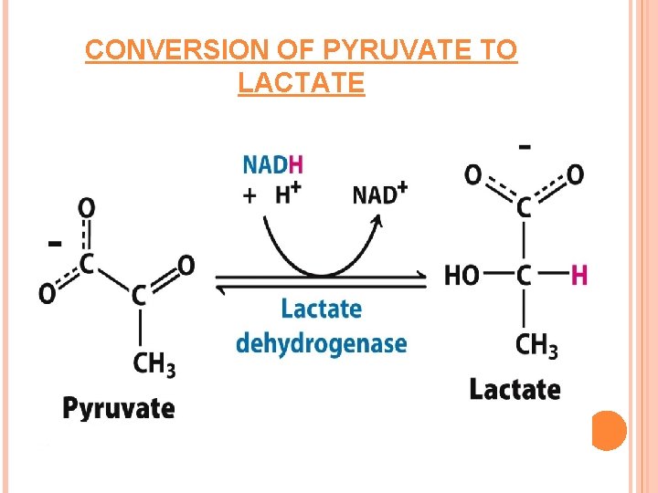 CONVERSION OF PYRUVATE TO LACTATE 