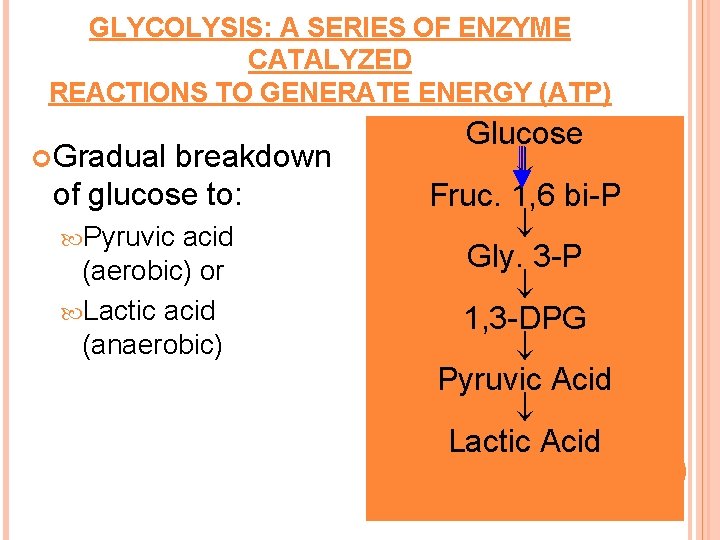 GLYCOLYSIS: A SERIES OF ENZYME CATALYZED REACTIONS TO GENERATE ENERGY (ATP) Gradual breakdown of