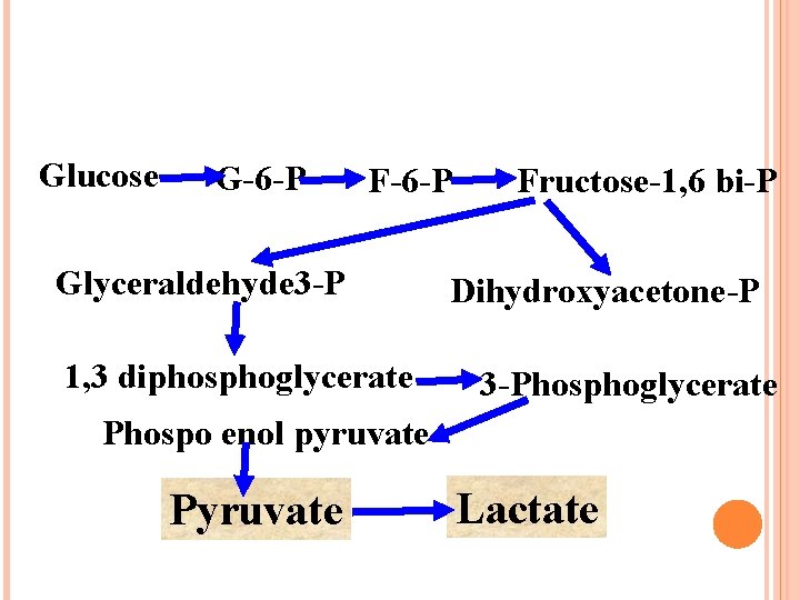 Glucose G-6 -P F-6 -P Glyceraldehyde 3 -P 1, 3 diphosphoglycerate Fructose-1, 6 bi-P
