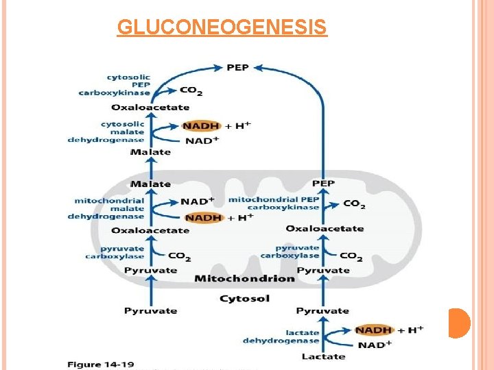 GLUCONEOGENESIS 