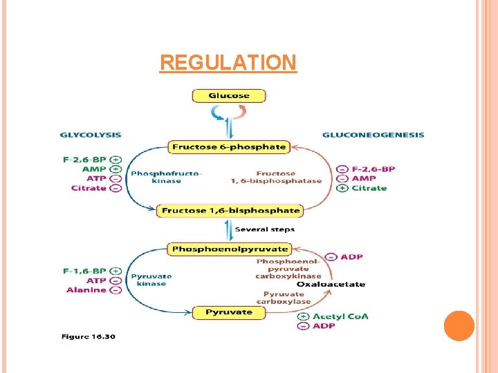 REGULATION 