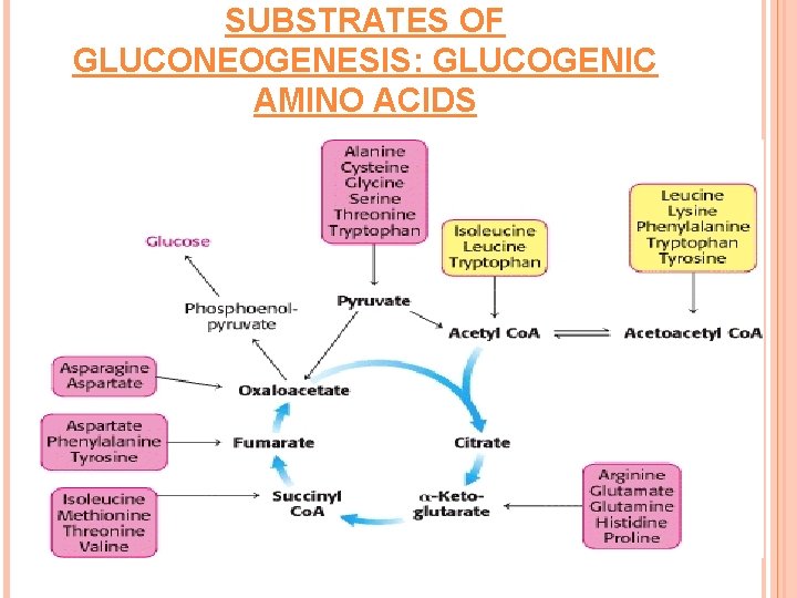 SUBSTRATES OF GLUCONEOGENESIS: GLUCOGENIC AMINO ACIDS 