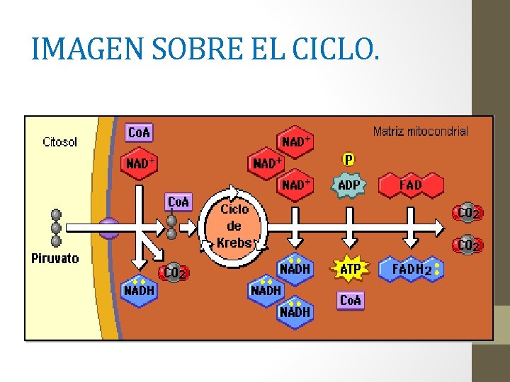 IMAGEN SOBRE EL CICLO. 