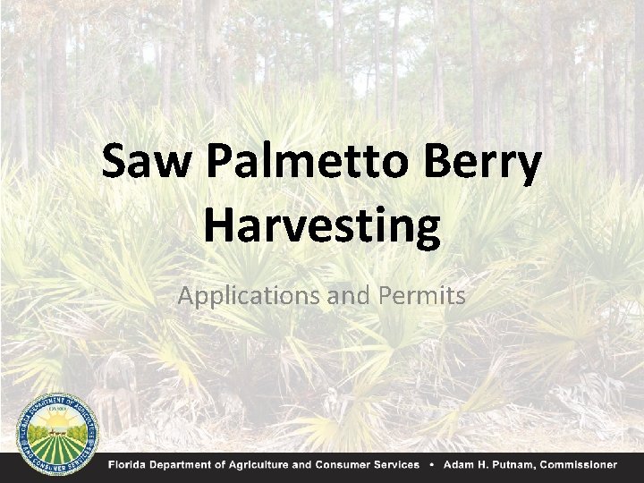 Saw Palmetto Berry Harvesting Applications and Permits 