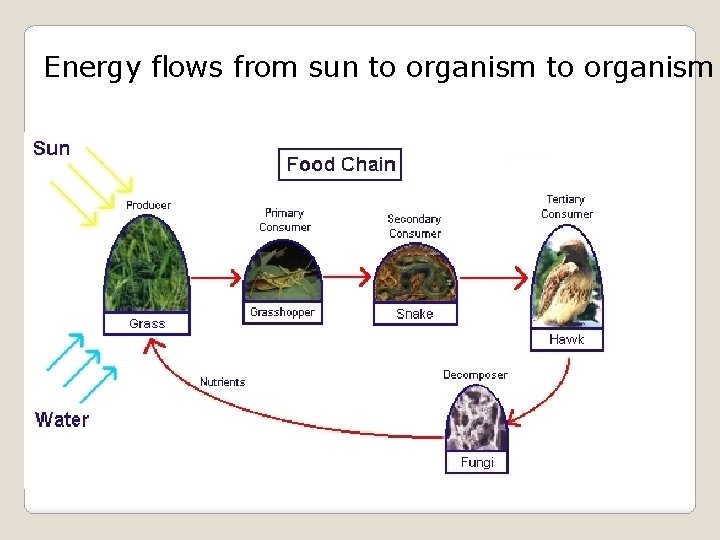 Energy flows from sun to organism 