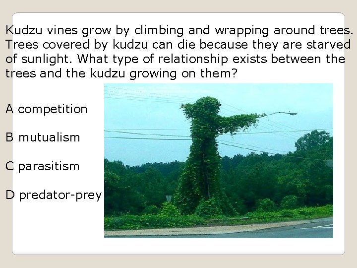 Kudzu vines grow by climbing and wrapping around trees. Trees covered by kudzu can