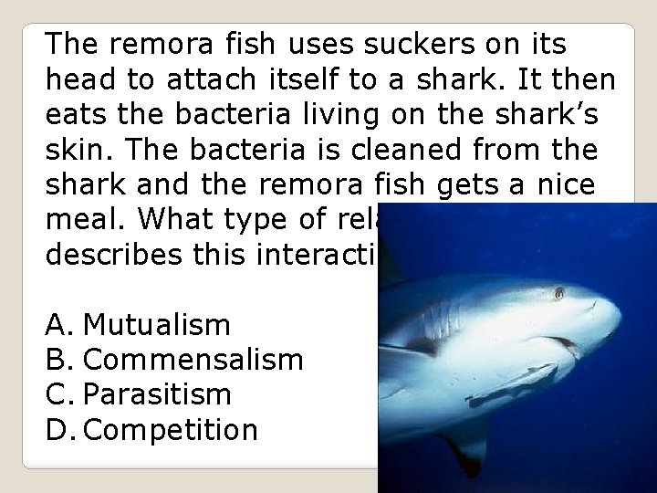 The remora fish uses suckers on its head to attach itself to a shark.