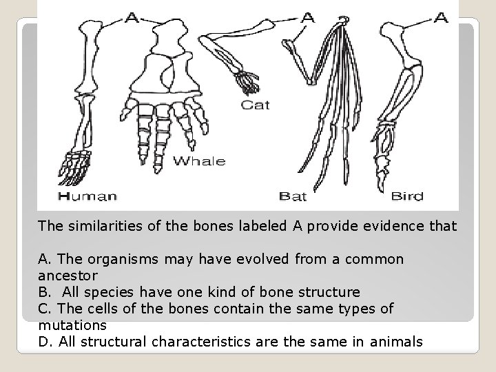 The similarities of the bones labeled A provide evidence that A. The organisms may