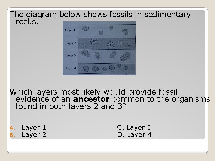 The diagram below shows fossils in sedimentary rocks. Which layers most likely would provide