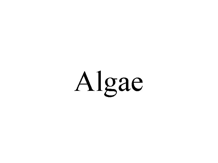 Algae 