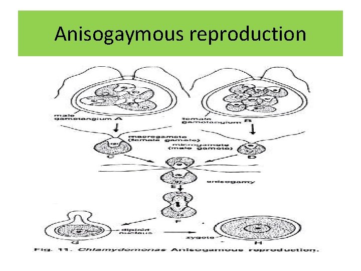 Anisogaymous reproduction 