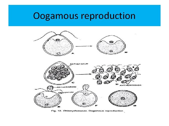 Oogamous reproduction 