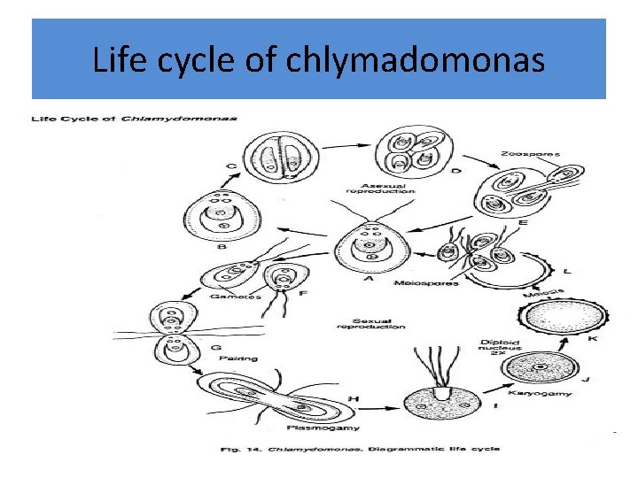 Life cycle of chlymadomonas 