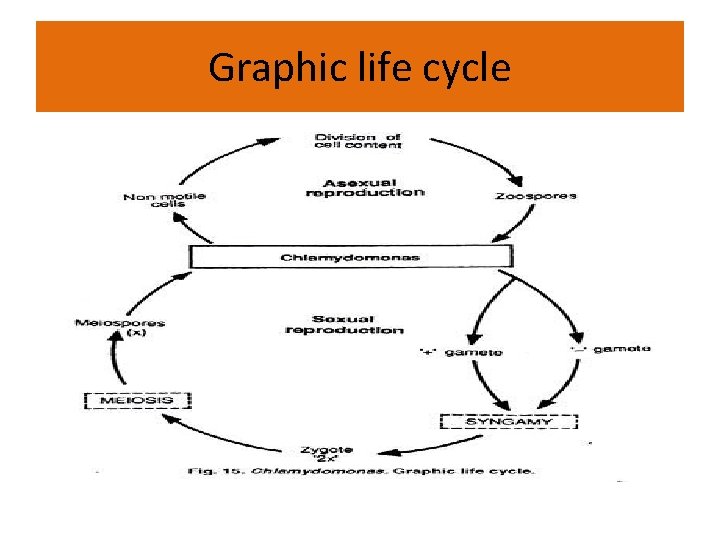 Graphic life cycle 