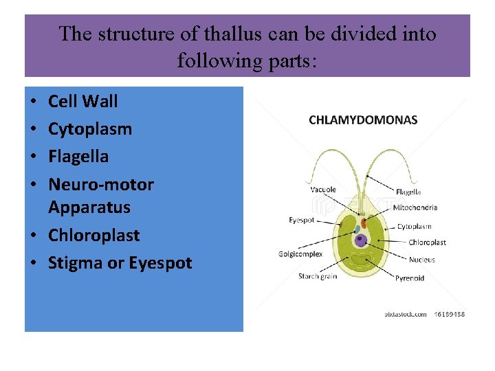 The structure of thallus can be divided into following parts: Cell Wall Cytoplasm Flagella