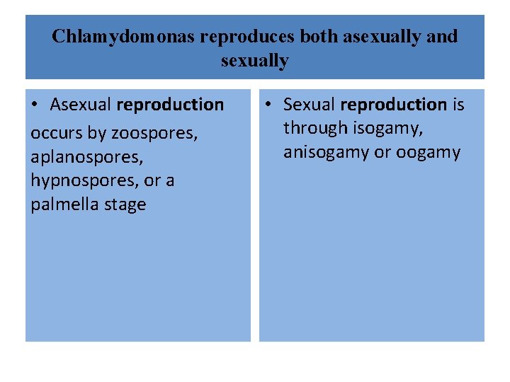 Chlamydomonas reproduces both asexually and sexually • Asexual reproduction occurs by zoospores, aplanospores, hypnospores,