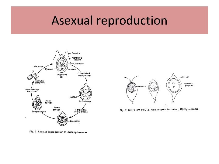 Asexual reproduction 