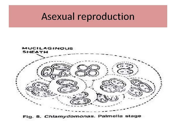 Asexual reproduction 