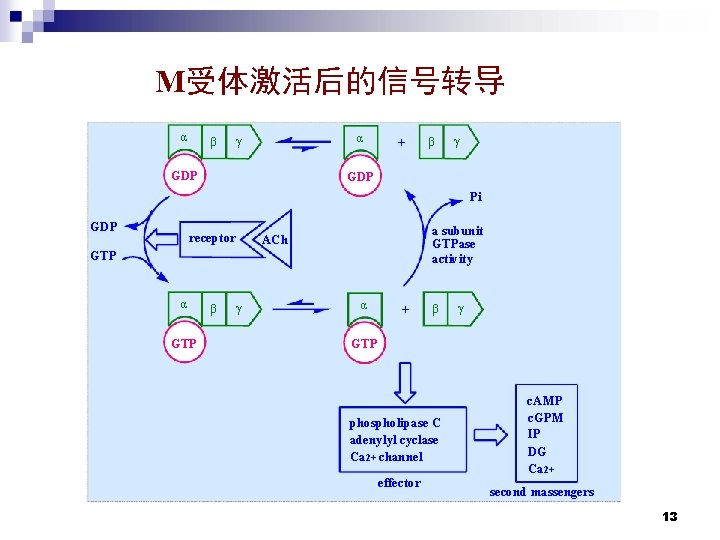 M受体激活后的信号转导 α β α γ GDP + β γ GDP Pi GDP receptor a