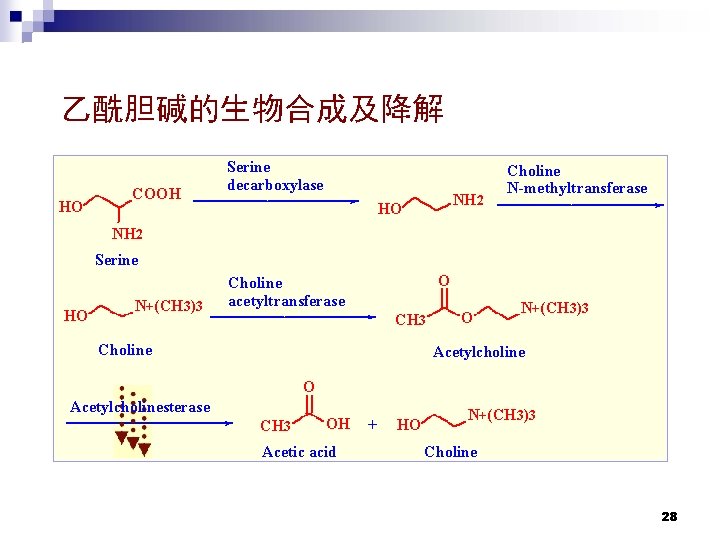 乙酰胆碱的生物合成及降解 HO COOH Serine decarboxylase NH 2 HO Choline N-methyltransferase NH 2 Serine HO